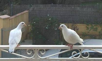 ou trouver des colombes pour un lacher pour une cérémonie , lacher des colombes pour un adieu à un défunt, ou trouver des colombes en région paca qui lacher des colombes à toulon, var 83 faire un lâcher de colombes pour une cérémonie d'obsèque 